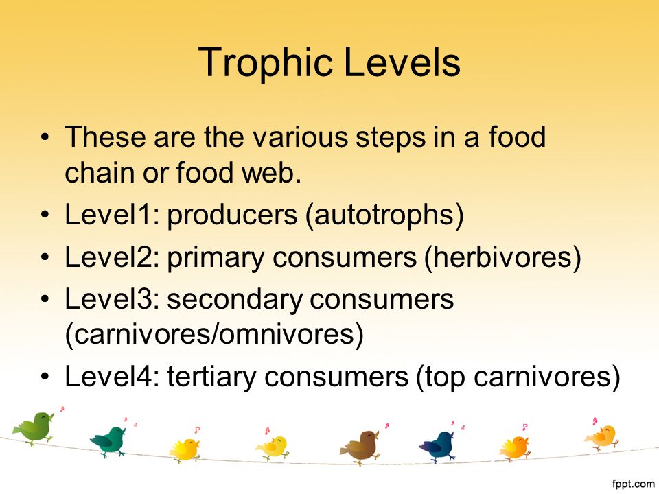 Trophic Levels These are the various steps in a food chain or food web. Level1: producers (autotrophs)