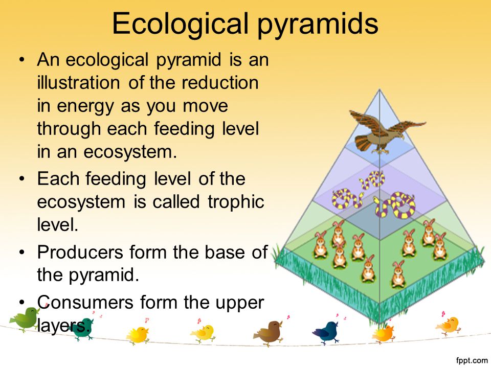 Ecological pyramids An ecological pyramid is an illustration of the reduction in energy as you move through each feeding level in an ecosystem.