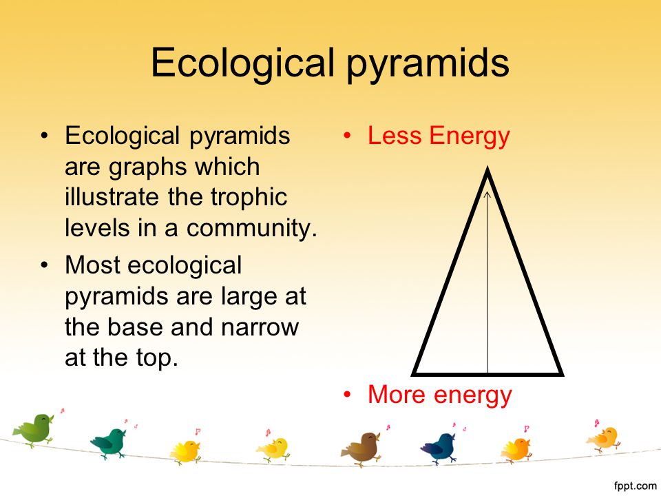 Ecological pyramids Ecological pyramids are graphs which illustrate the trophic levels in a community.