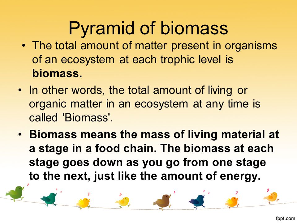 Pyramid of biomass The total amount of matter present in organisms of an ecosystem at each trophic level is biomass.
