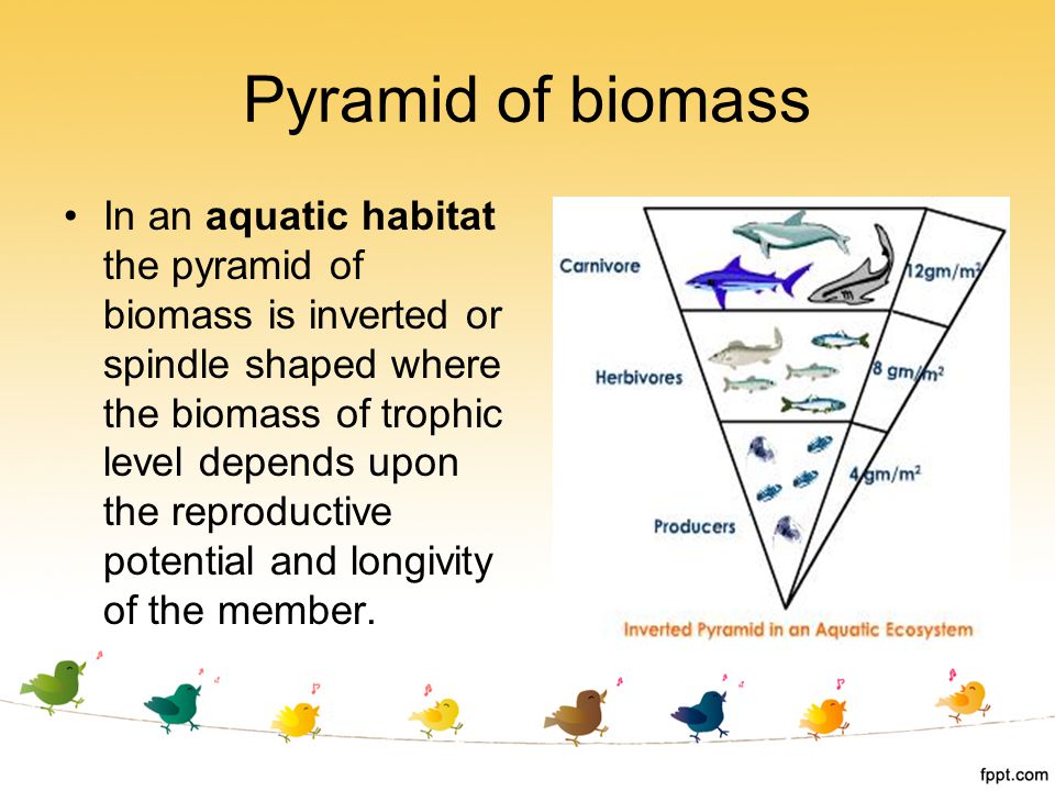 Pyramid of biomass