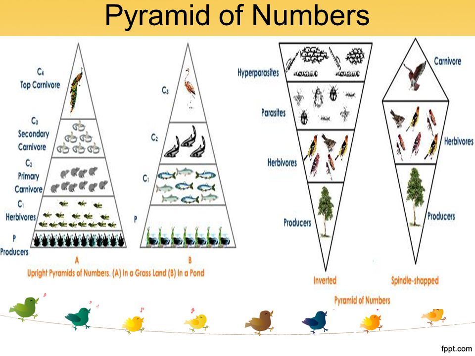 Pyramid of Numbers