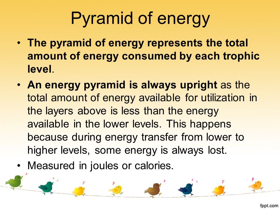 Pyramid of energy The pyramid of energy represents the total amount of energy consumed by each trophic level.