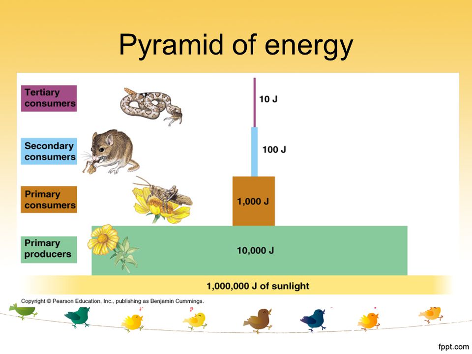 Pyramid of energy