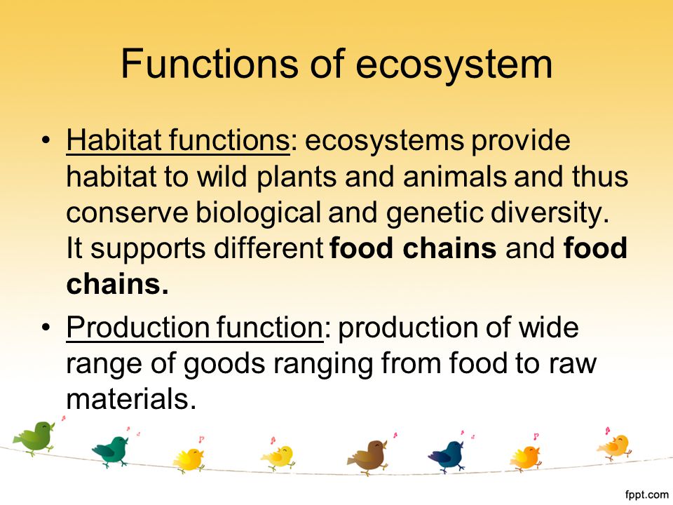 Functions of ecosystem