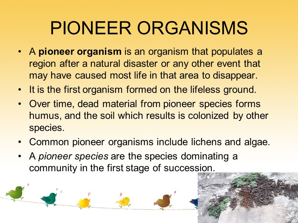 PIONEER ORGANISMS