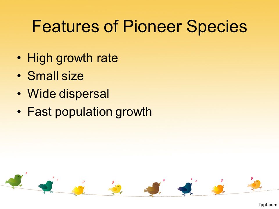 Features of Pioneer Species