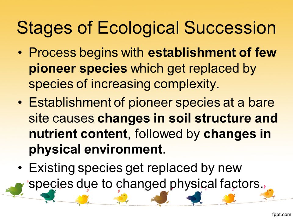 Stages of Ecological Succession