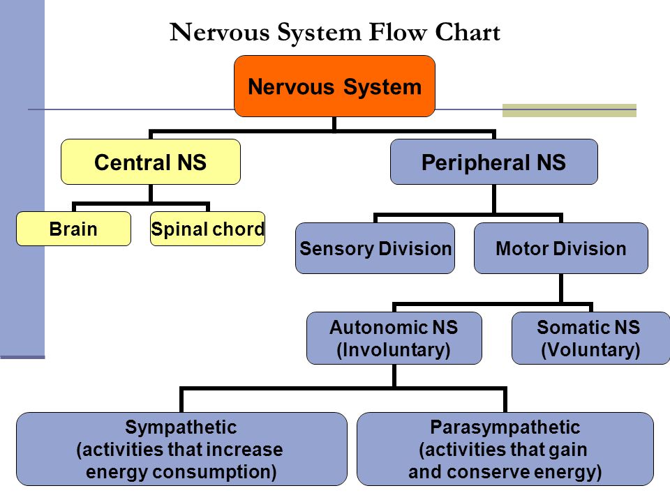 organization of the nervous system flowchart