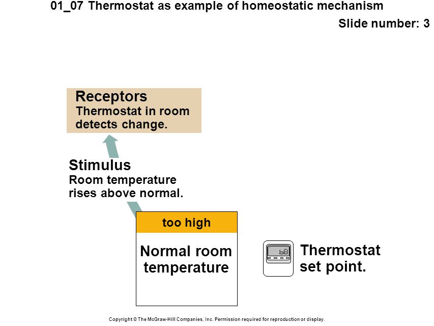 01_07 Thermostat as example of homeostatic mechanism
