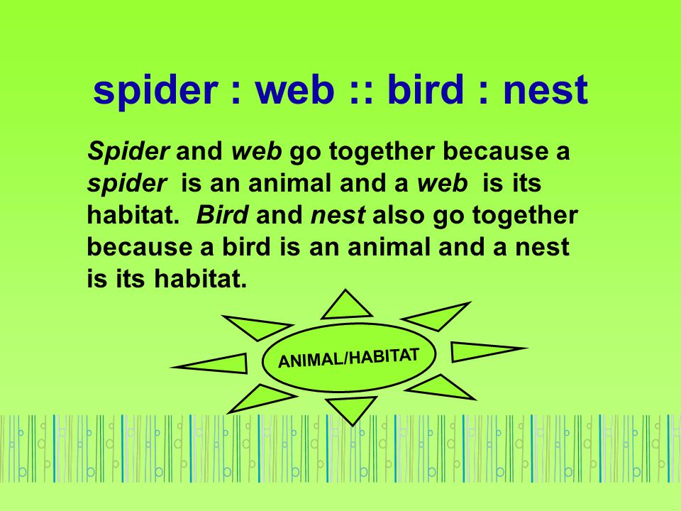 spider : web :: bird : nest
