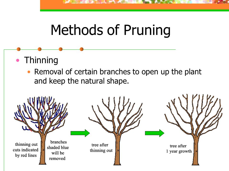 Pruning methods in horticulture