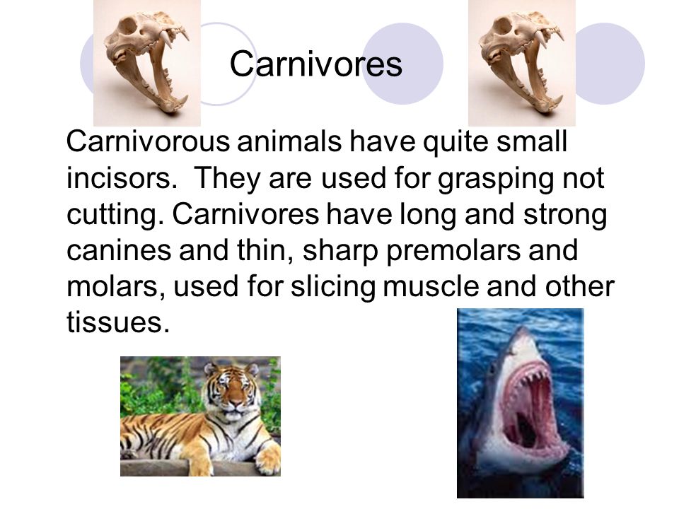 Different types of animals teeth - ppt video online download