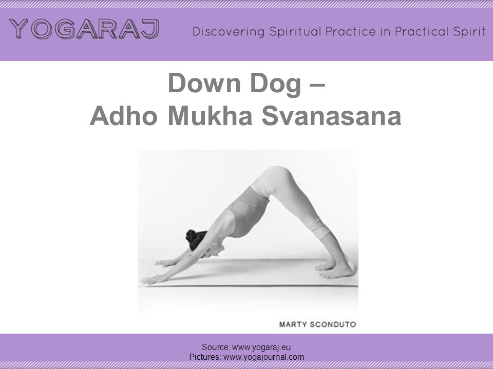 Down Dog – Adho Mukha Svanasana