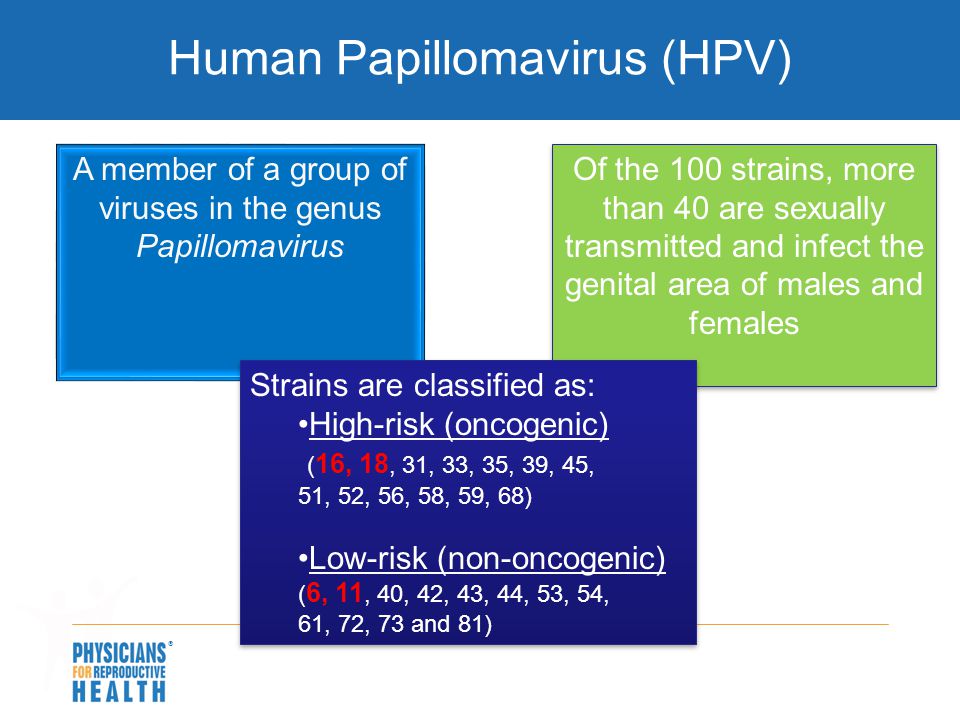 papillomavirus non oncogene