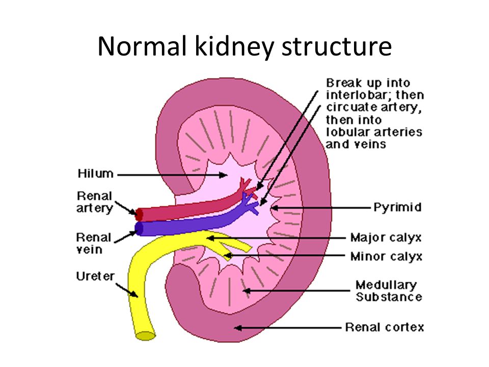 Internal open. Kidney structure. The Internal structure of the Kidney. Kidney function. External structure of Kidney.