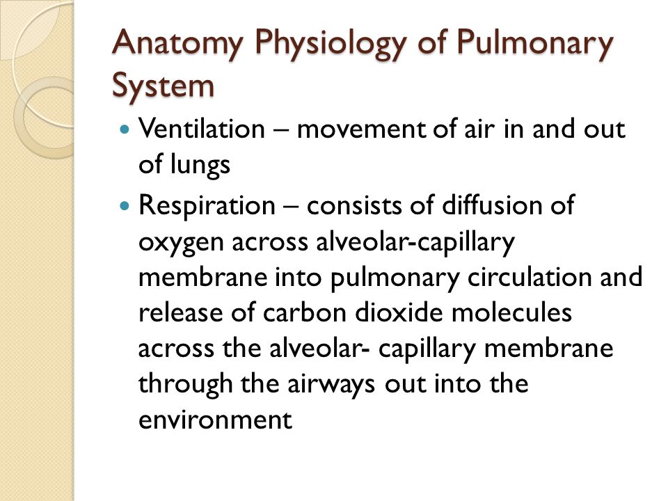 Anatomy Physiology of Pulmonary System