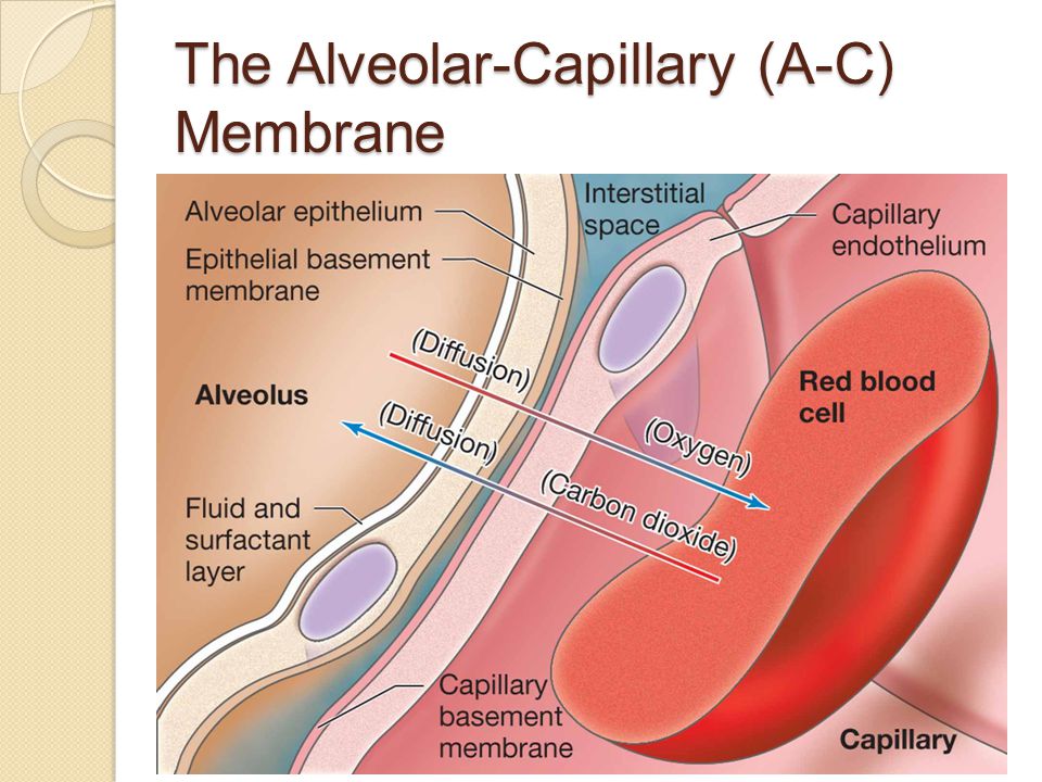 The Alveolar-Capillary (A-C) Membrane