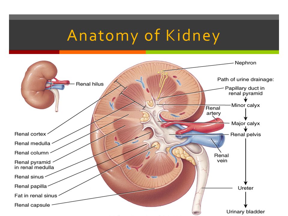 Кролог. Renal почки. Kidney Anatomy. Kidney nephron.