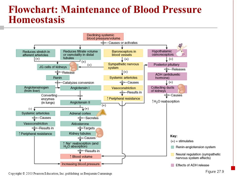 Blood Pressure Homeostasis Flow Chart