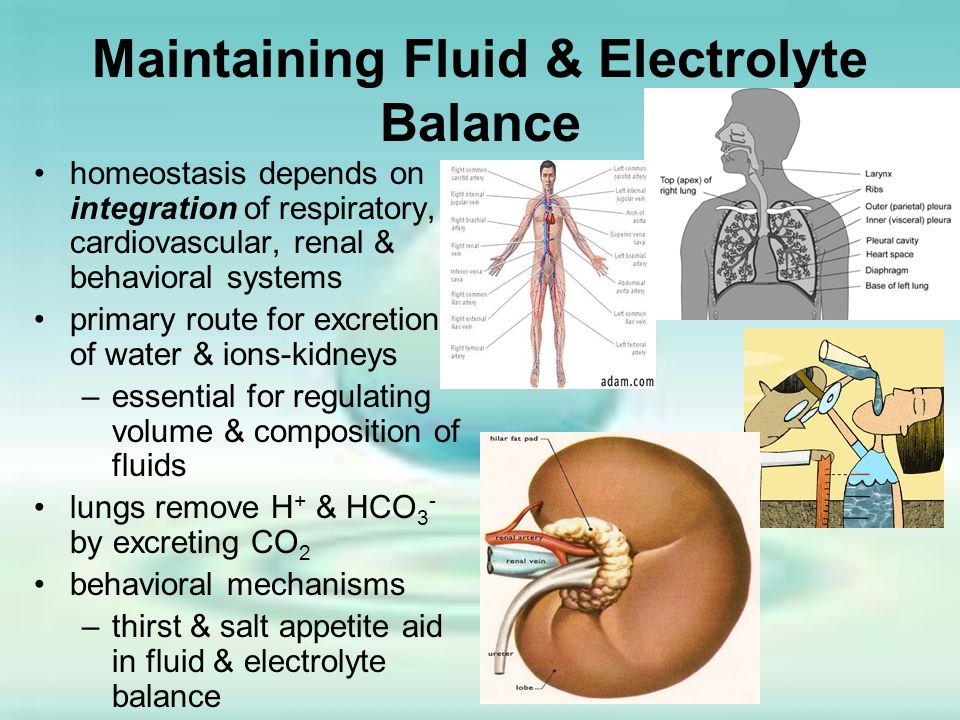 How To Maintain An Optimal Electrolyte Balance – The Amino Company