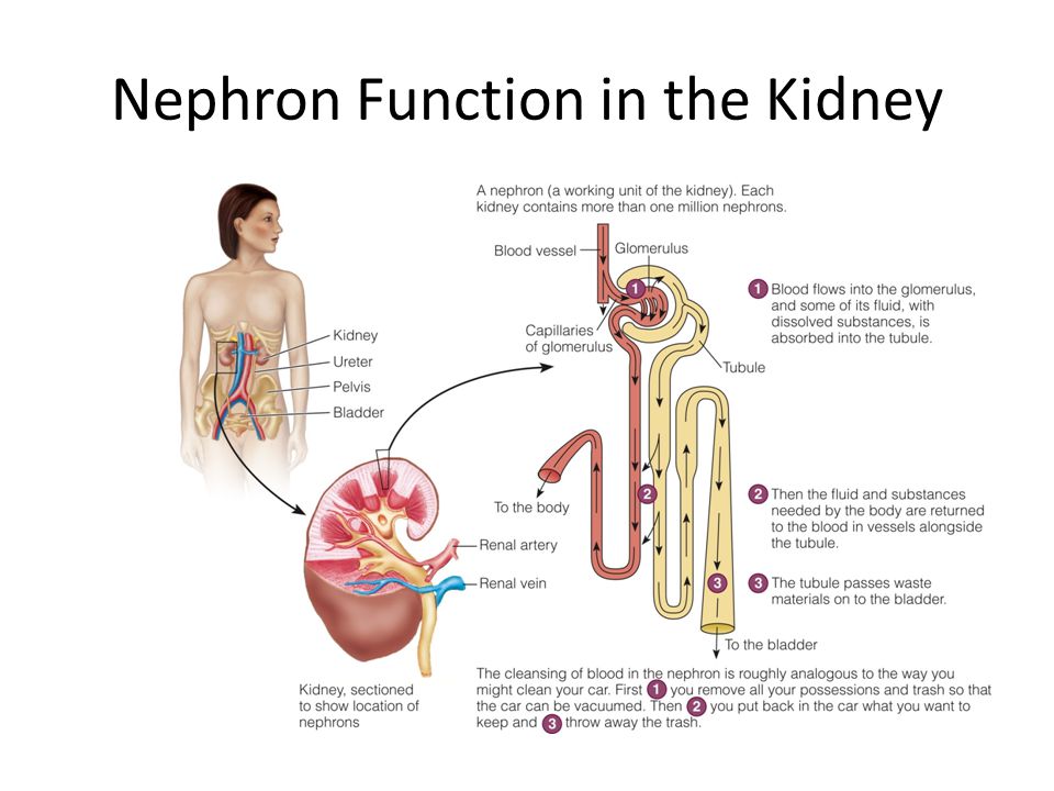 Nephron Function in the Kidney