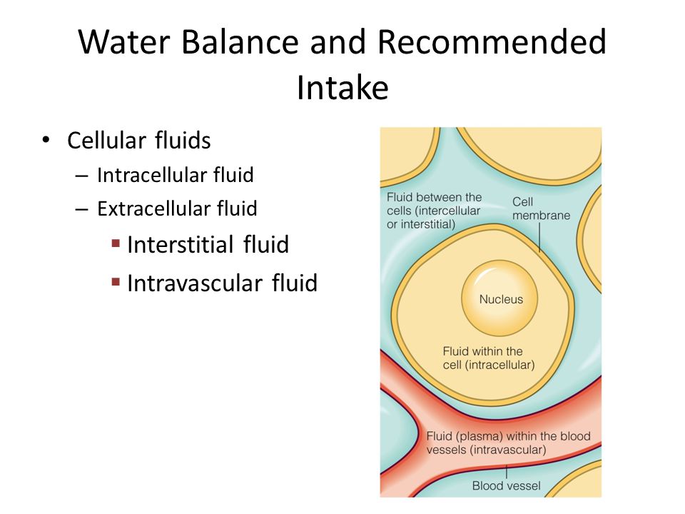 Water Balance and Recommended Intake