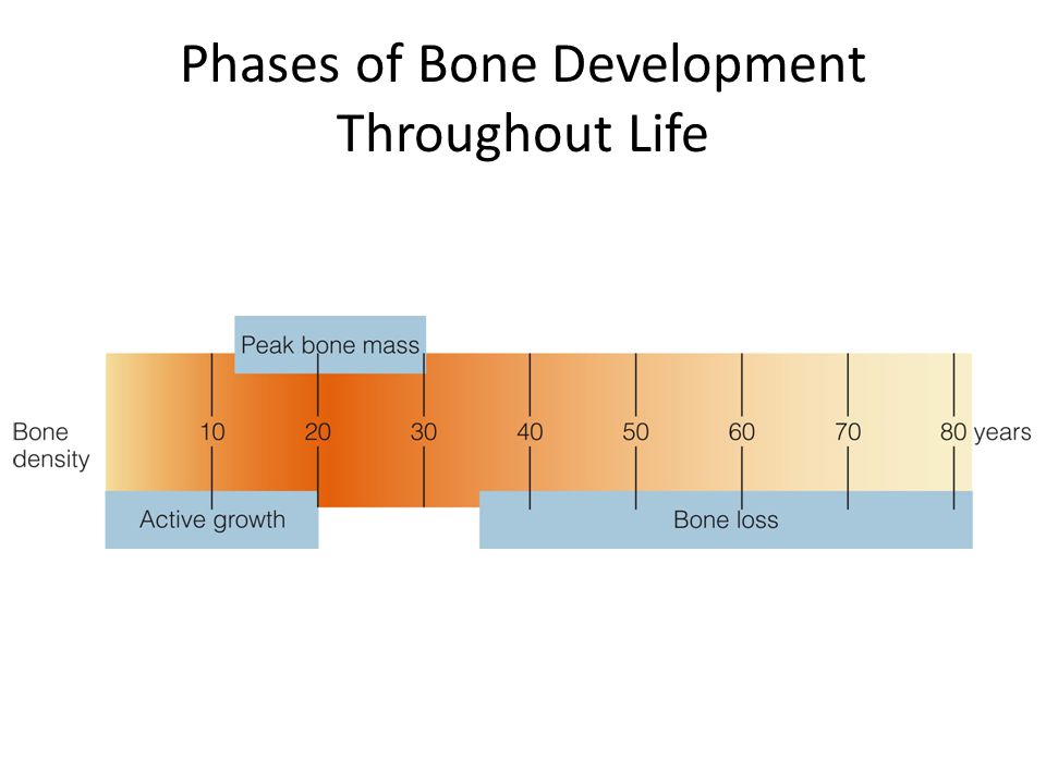 Phases of Bone Development Throughout Life