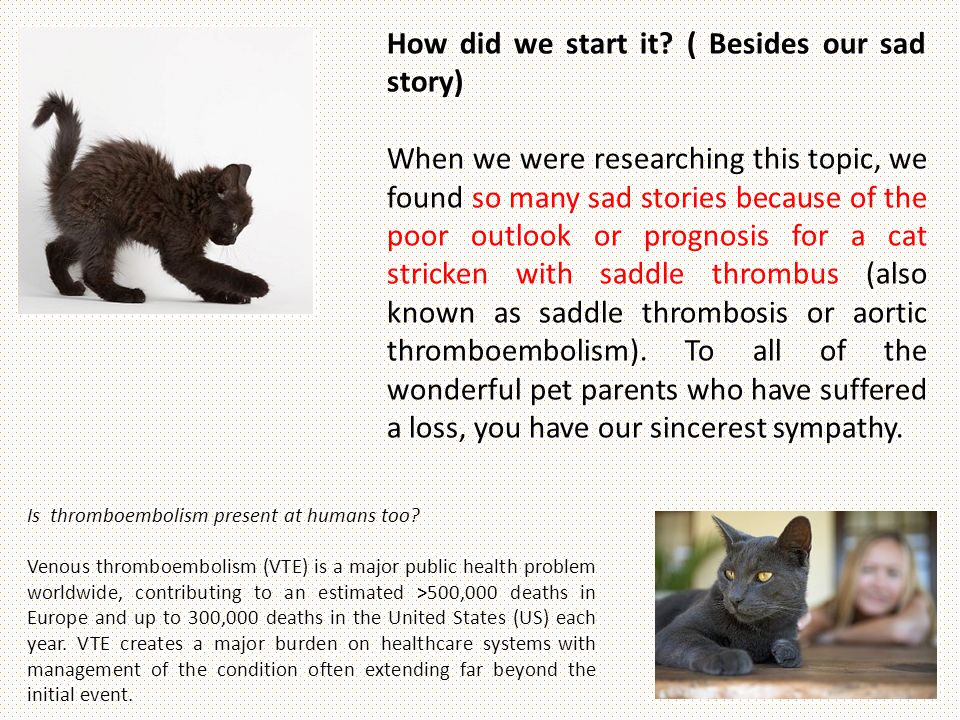 17 HQ Photos Saddle Thrombus Cat We Lost Chloe Suddenly To Saddle Thrombus This Morning She