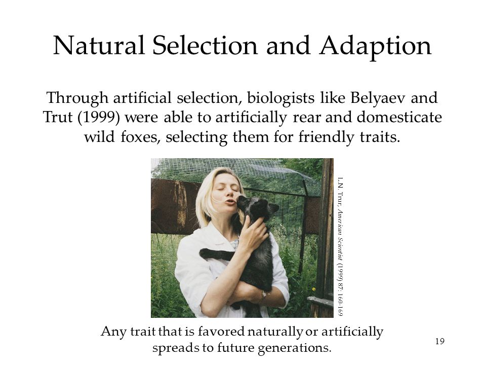 Natural Selection and Adaption