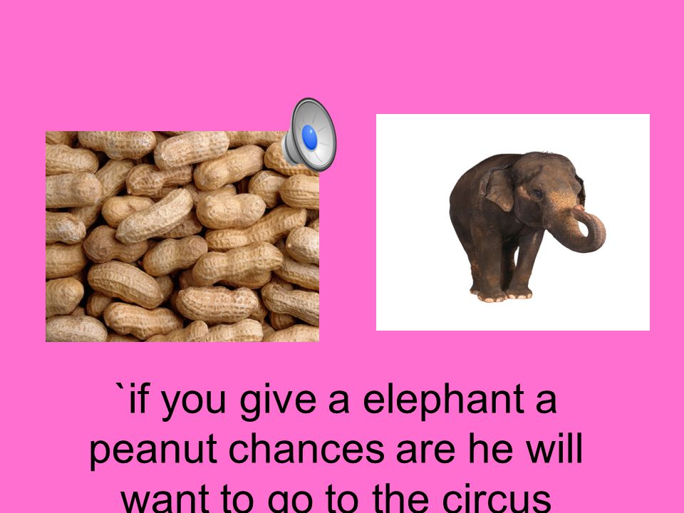 `if you give a elephant a peanut chances are he will want to go to the circus