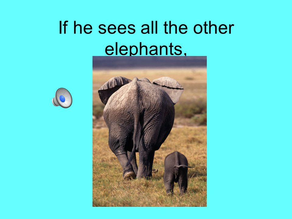 If he sees all the other elephants,