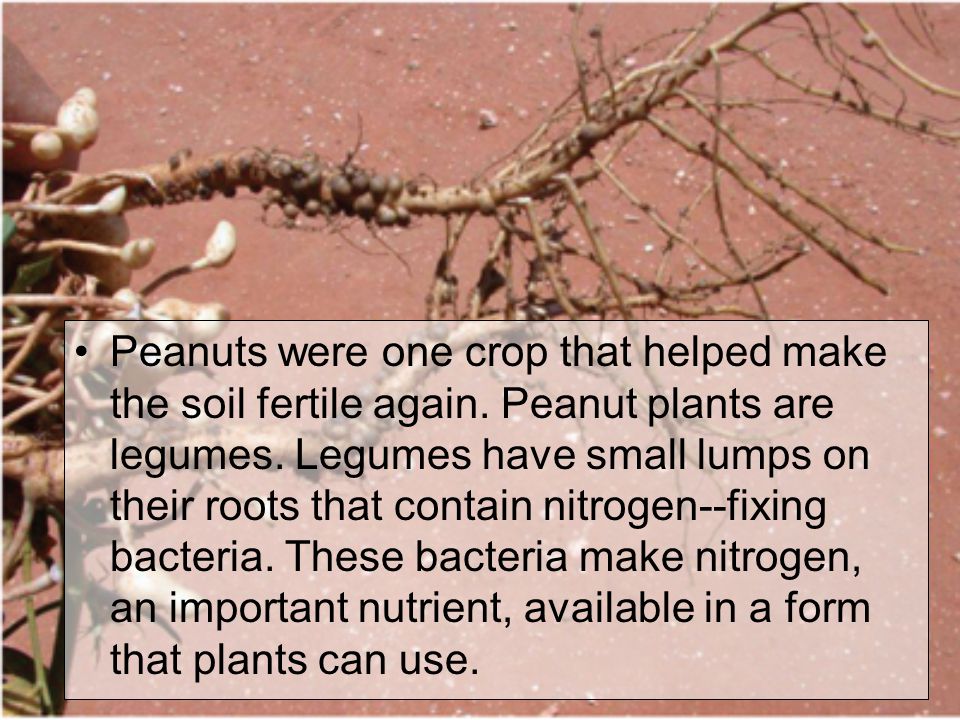 Peanuts were one crop that helped make the soil fertile again