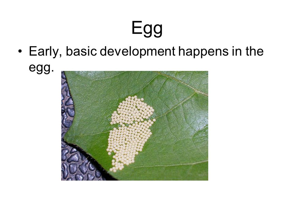Egg Early, basic development happens in the egg.