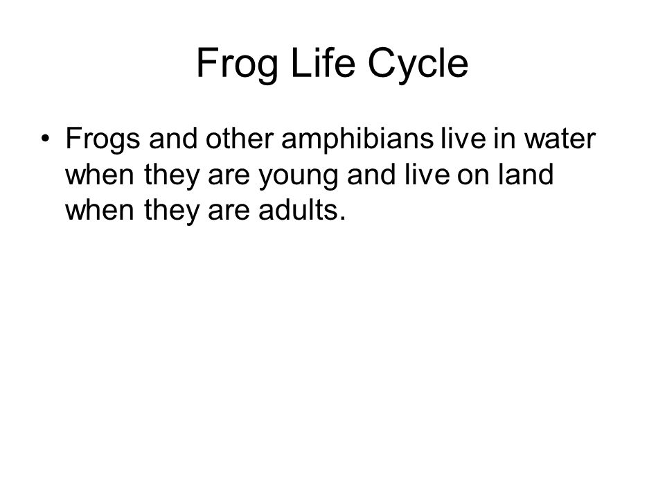 Frog Life Cycle Frogs and other amphibians live in water when they are young and live on land when they are adults.