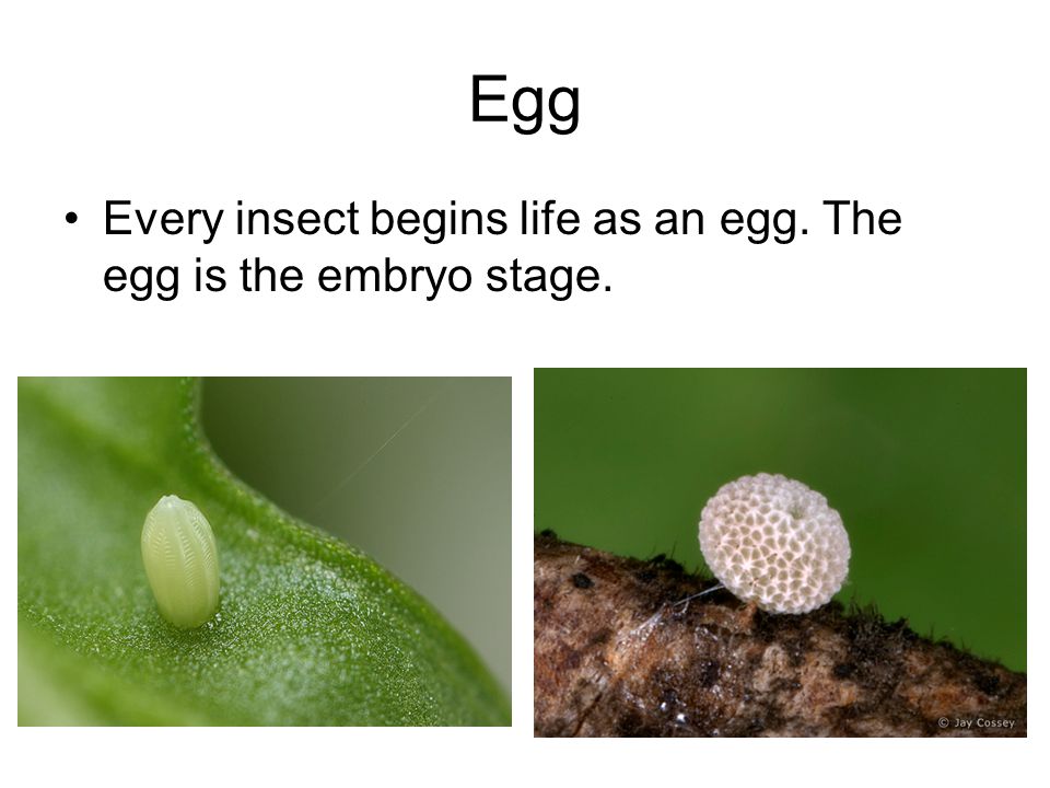 Egg Every insect begins life as an egg. The egg is the embryo stage.