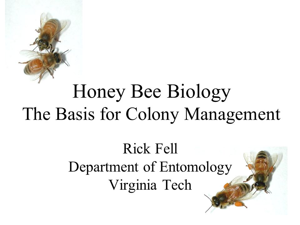 Honey Bee Biology The Basis for Colony Management