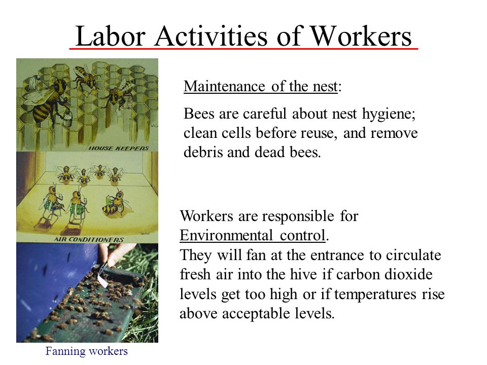 Labor Activities of Workers