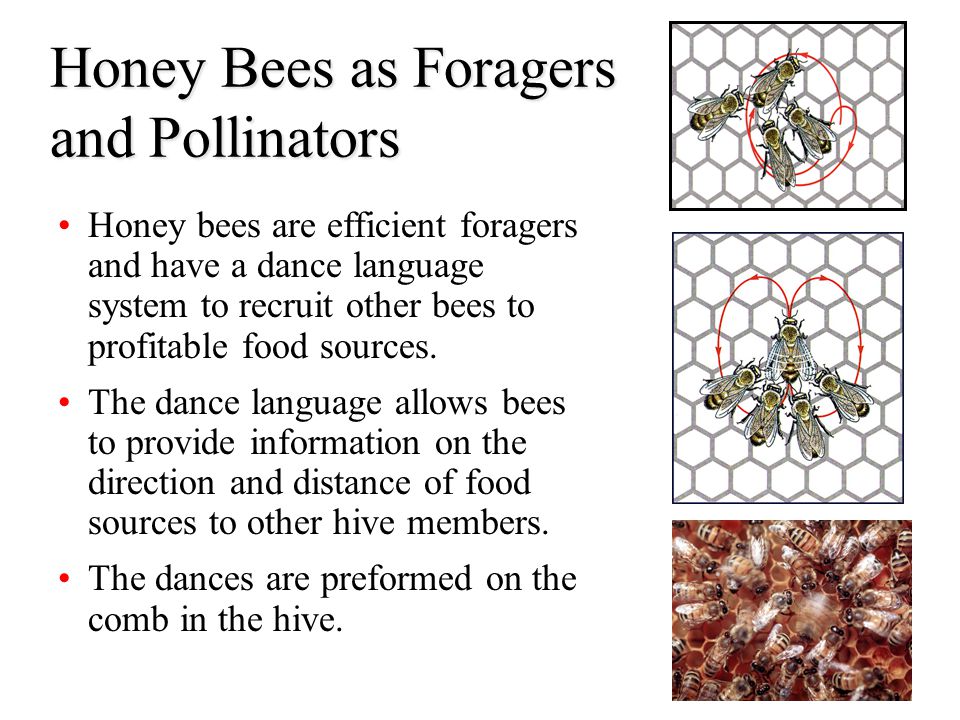 Honey Bees as Foragers and Pollinators
