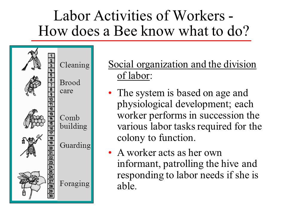 Labor Activities of Workers - How does a Bee know what to do