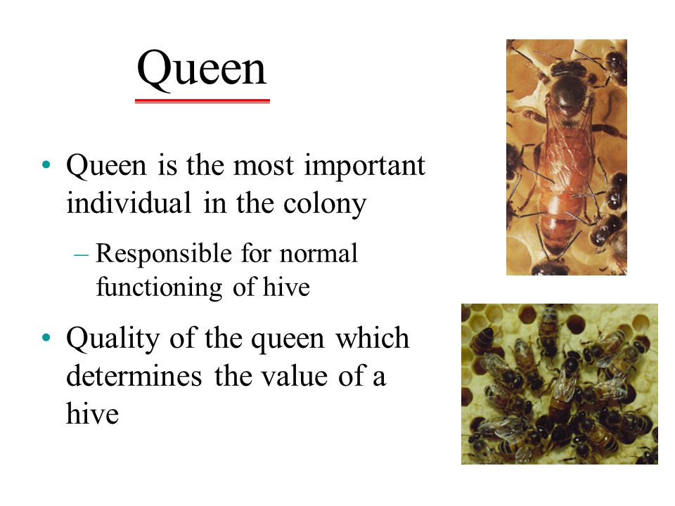 Queen Queen is the most important individual in the colony