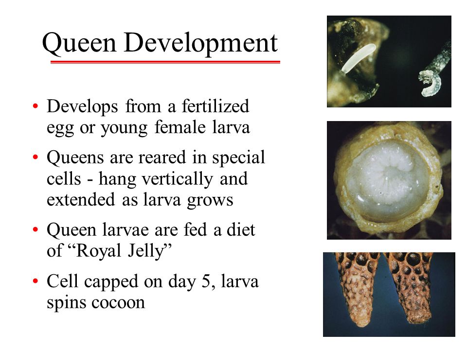 Queen Development Develops from a fertilized egg or young female larva