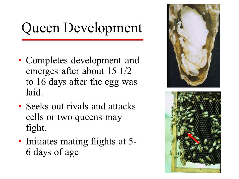 Queen Development Completes development and emerges after about 15 1/2 to 16 days after the egg was laid.