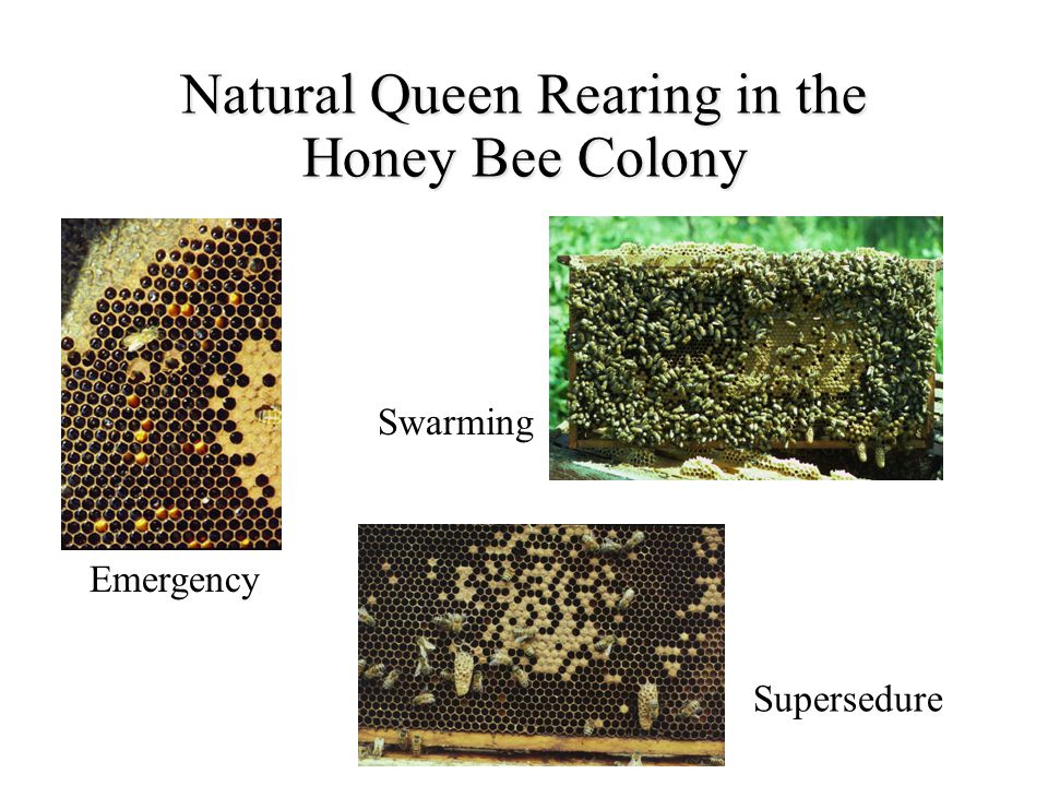 Natural Queen Rearing in the Honey Bee Colony