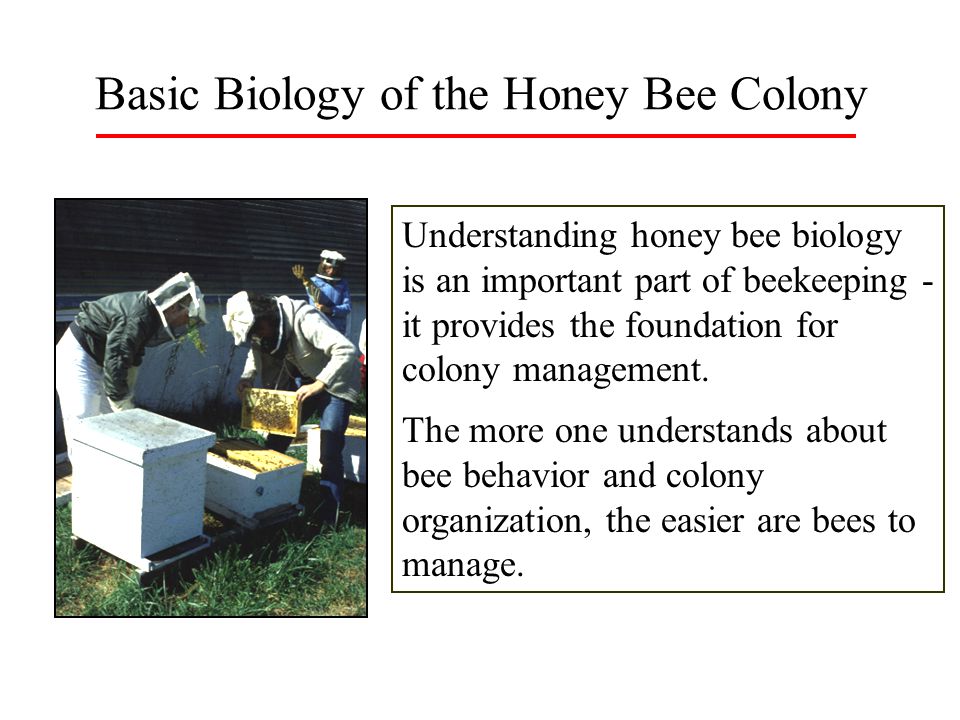 Basic Biology of the Honey Bee Colony