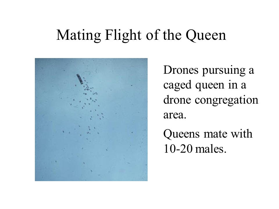 Mating Flight of the Queen