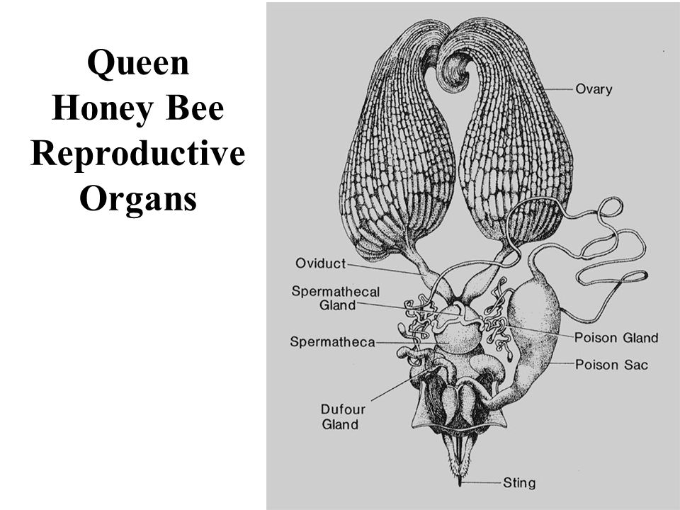 Honey Bee Reproductive Organs