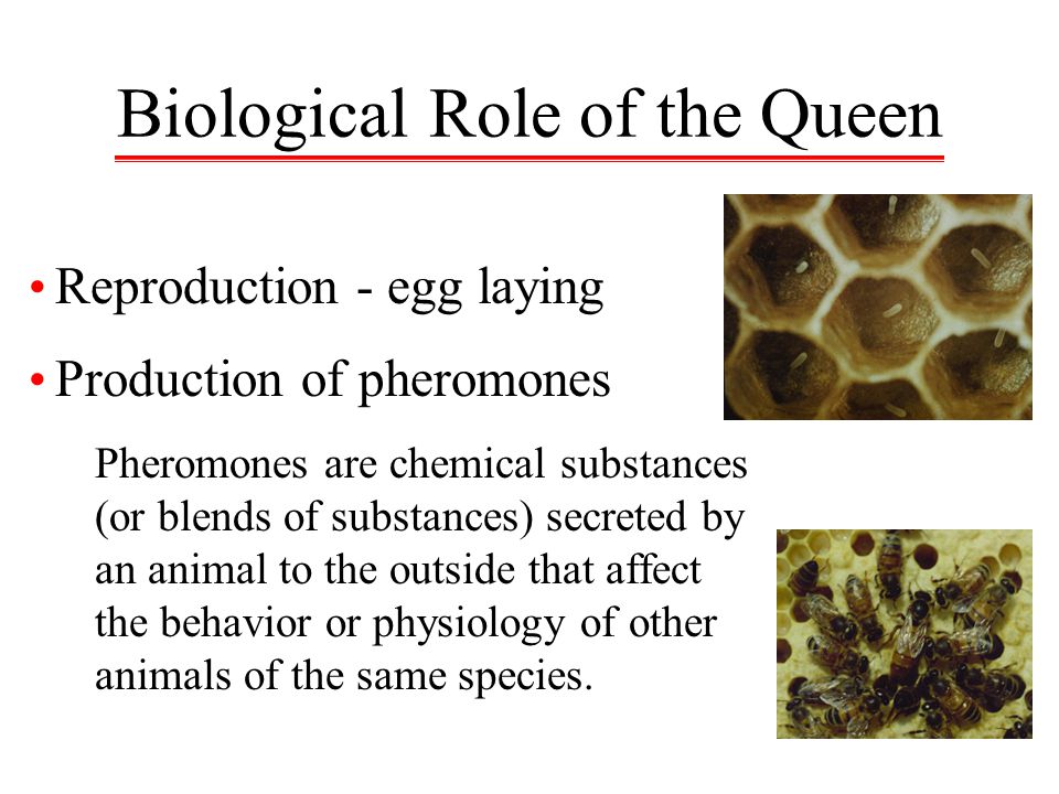 Biological Role of the Queen