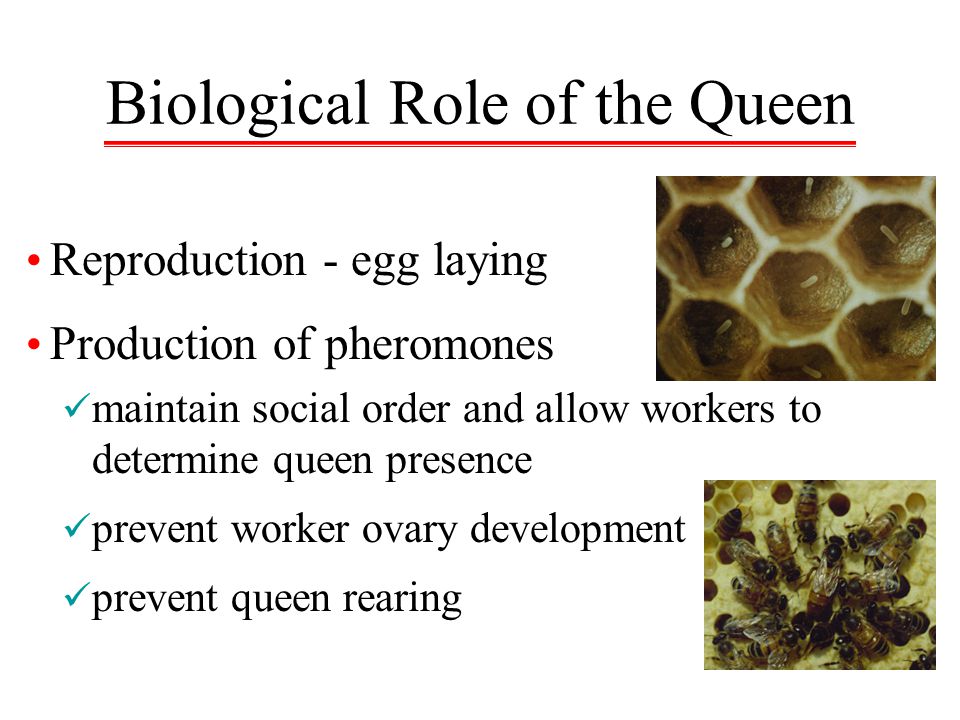 Biological Role of the Queen