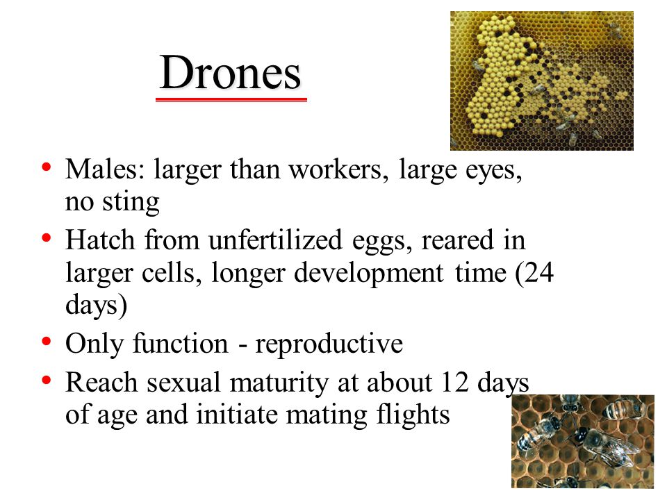 Drones Males: larger than workers, large eyes, no sting
